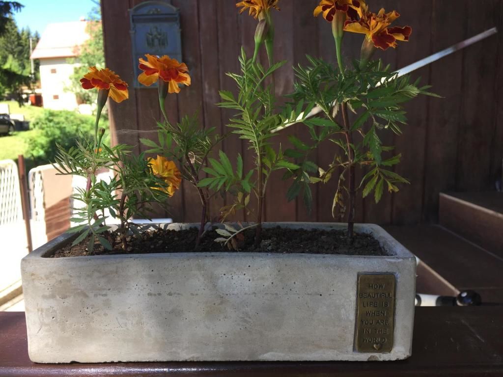 Гостевой дом Guest House Durmitor Paradise Жабляк-57