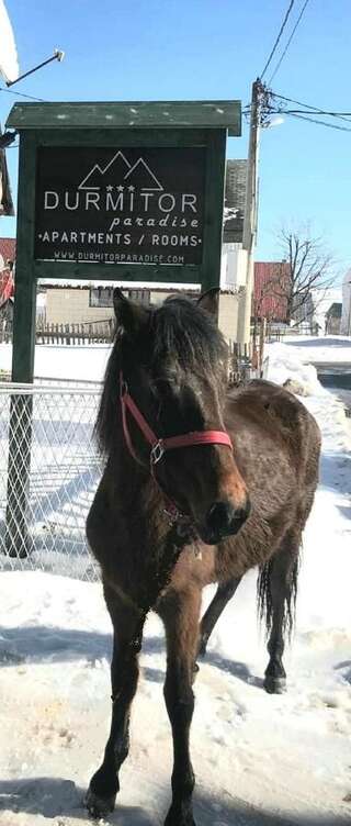 Гостевой дом Guest House Durmitor Paradise Жабляк Апартаменты с 2 спальнями-5